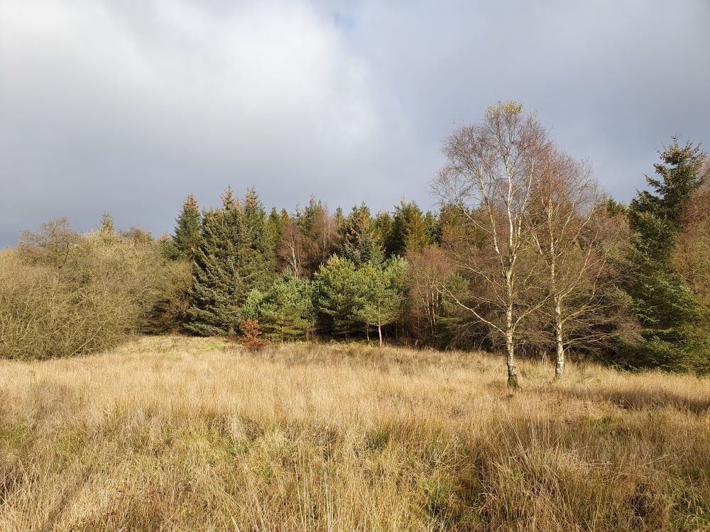 Visit Settle - Gisburn Forest