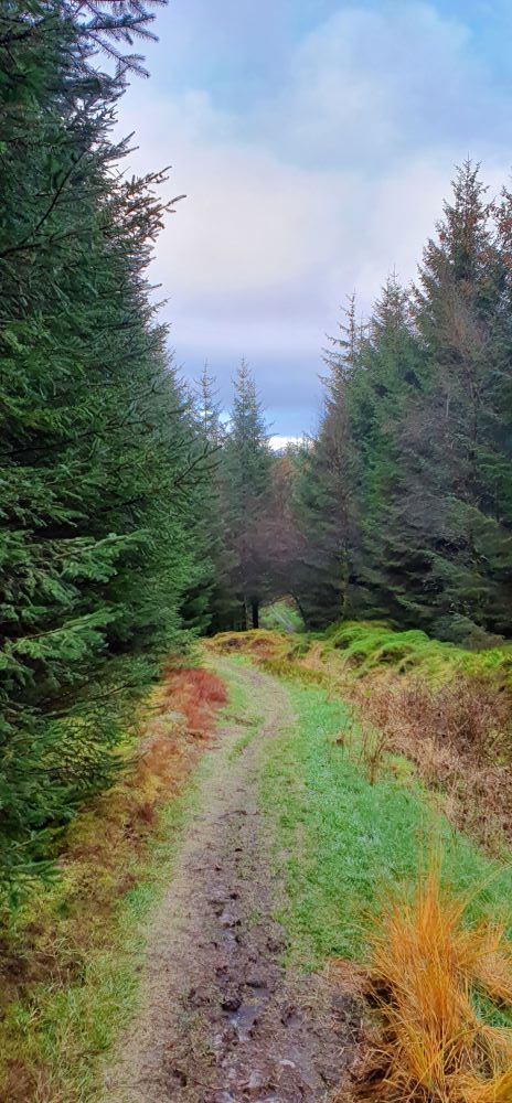 Visit Settle - Gisburn Forest